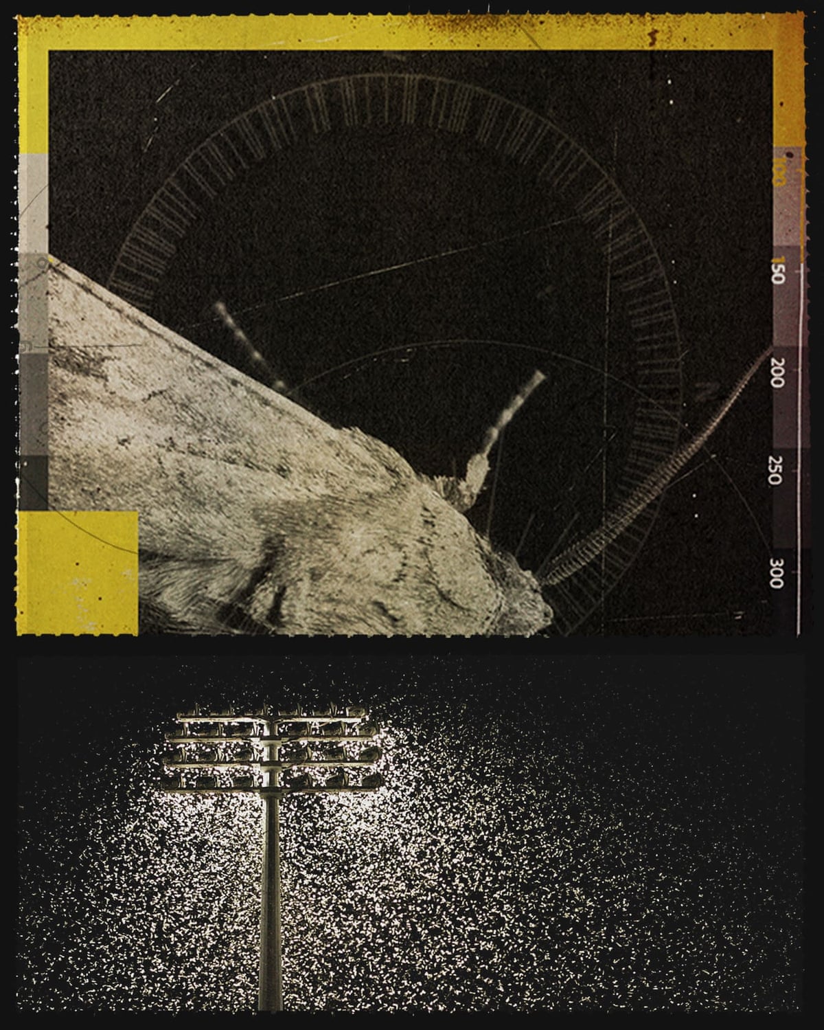 Thousands of moths swarm around floodlights