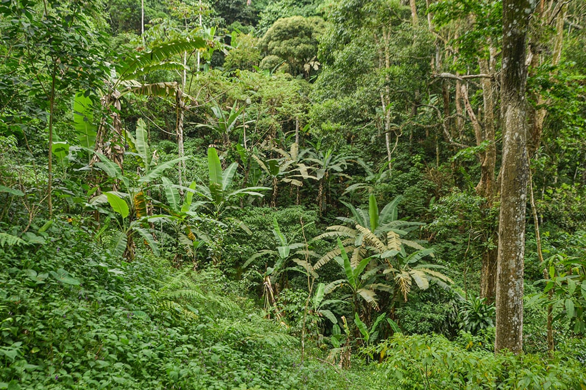 Banana trees grow among other trees and plants.
