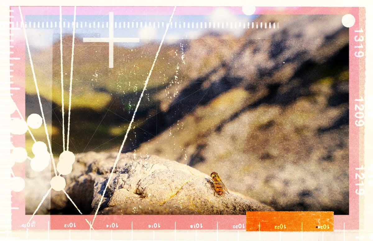 Marmalade hoverfly on a rock with mountains in the background