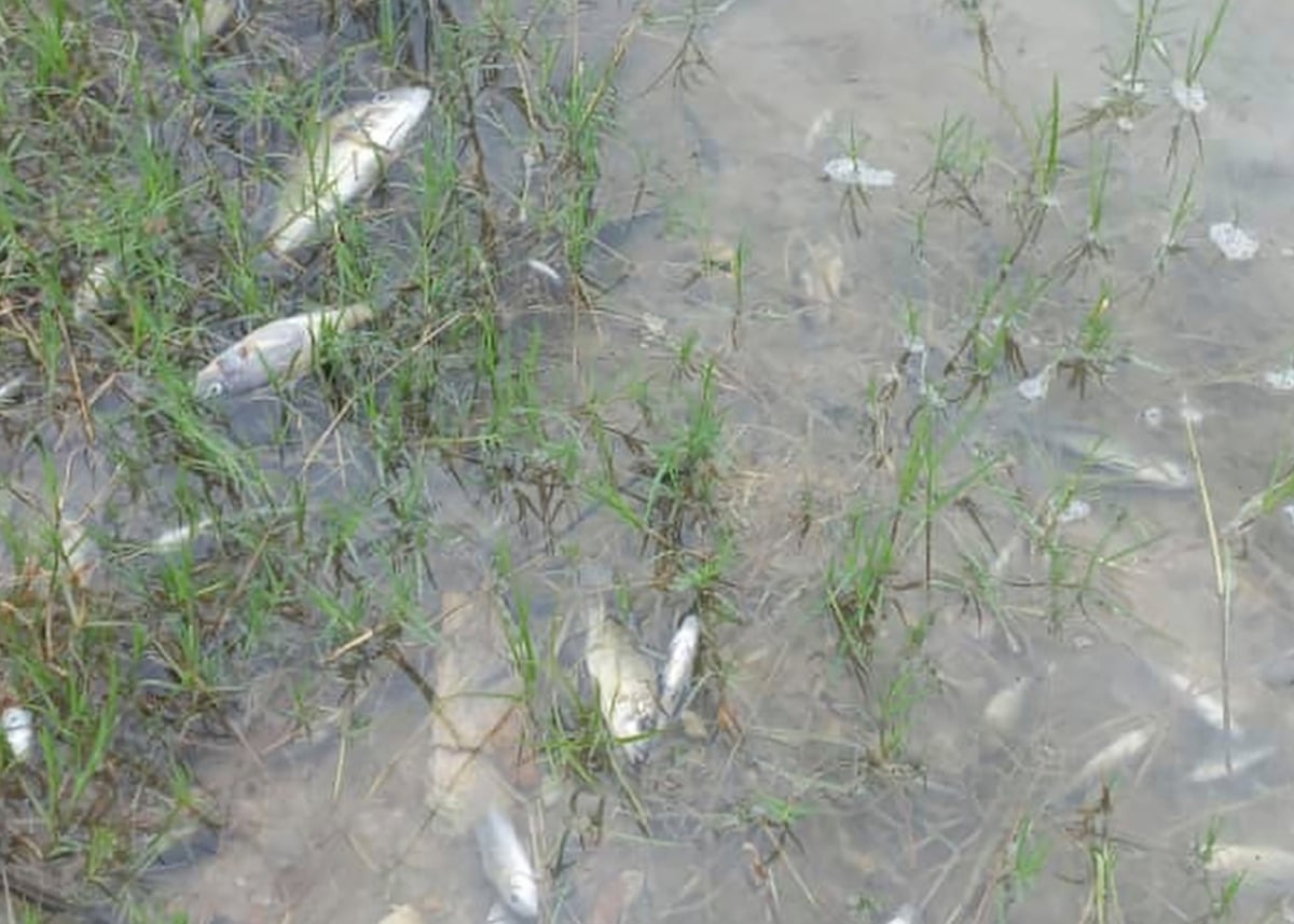 A large number of dead fish floating by the edge of a waterway