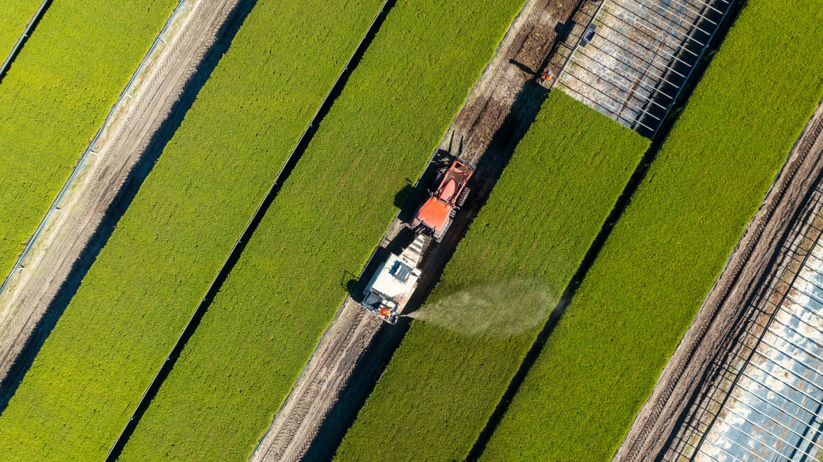 Tractor shot from above with pine seedlings in wide green strips