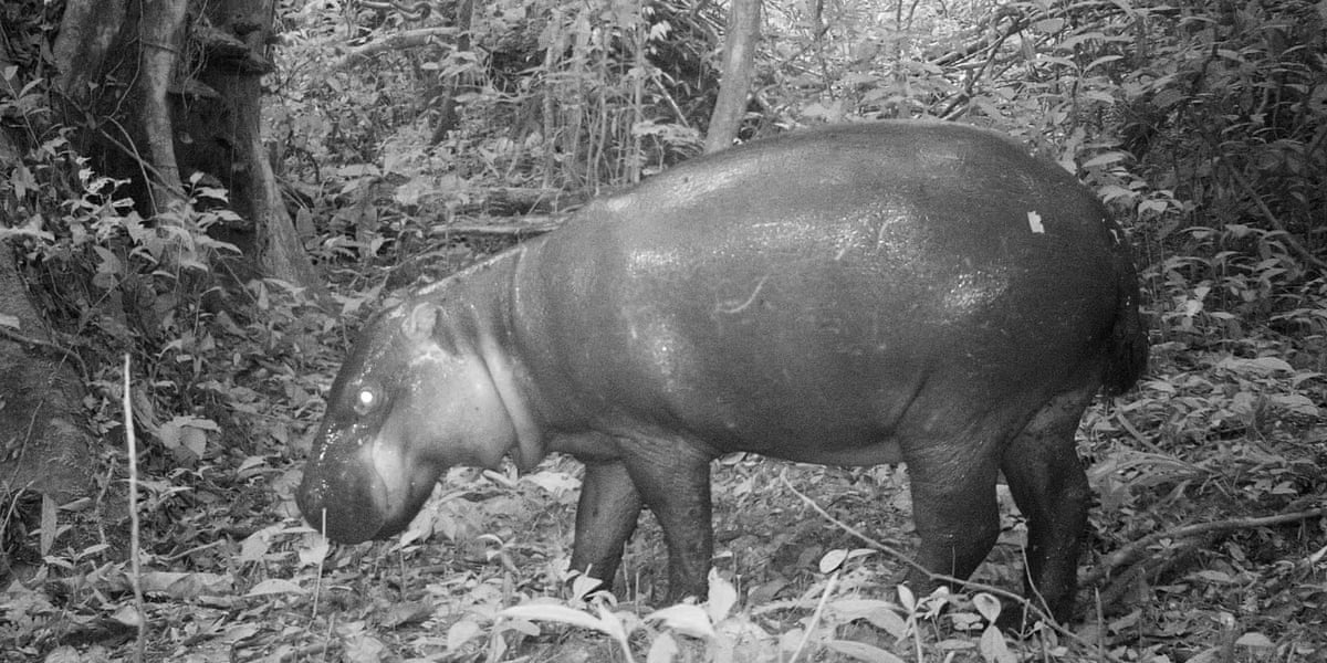 A black and white night vision image of a pygmy hippo.