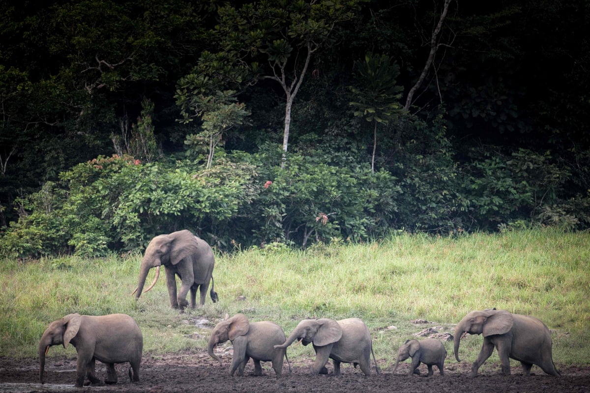 A line of elephants, including a baby, walk through mud with trees in the background.