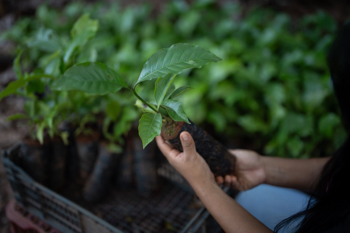 A woman’s hands holding a young coffee plant.