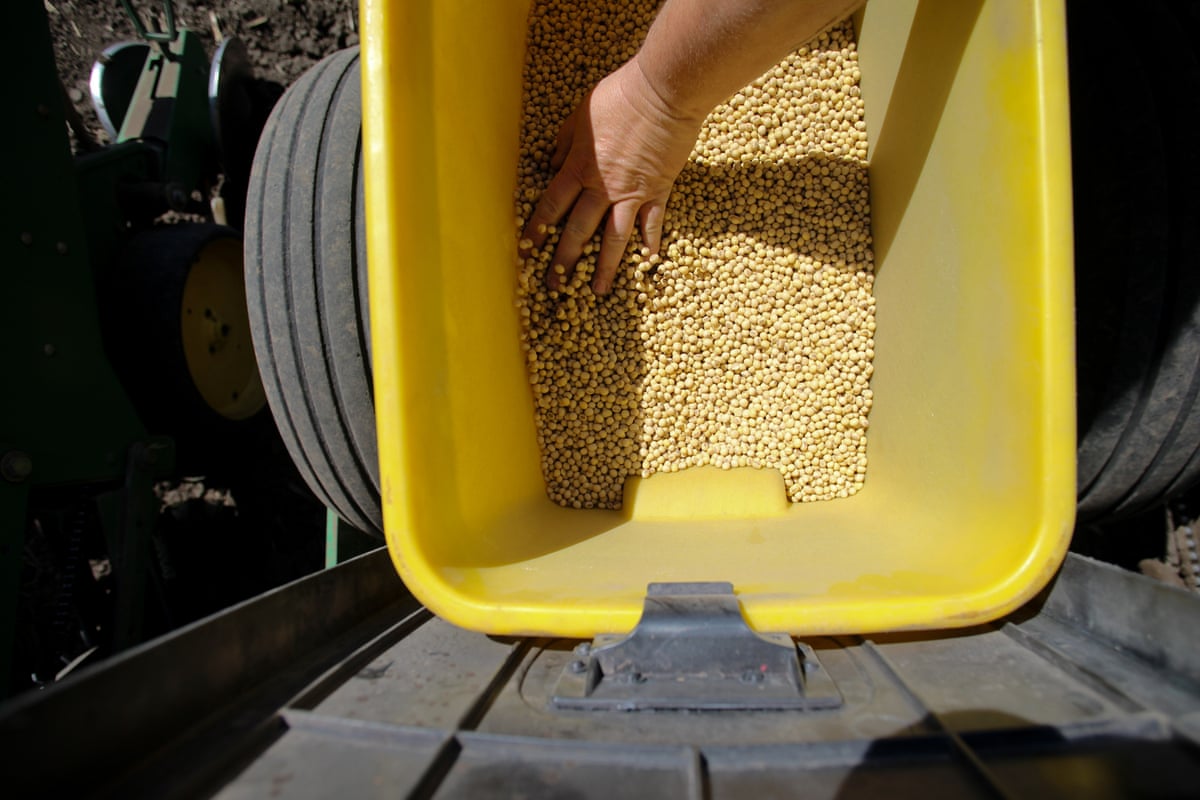 a person touching soybeans 