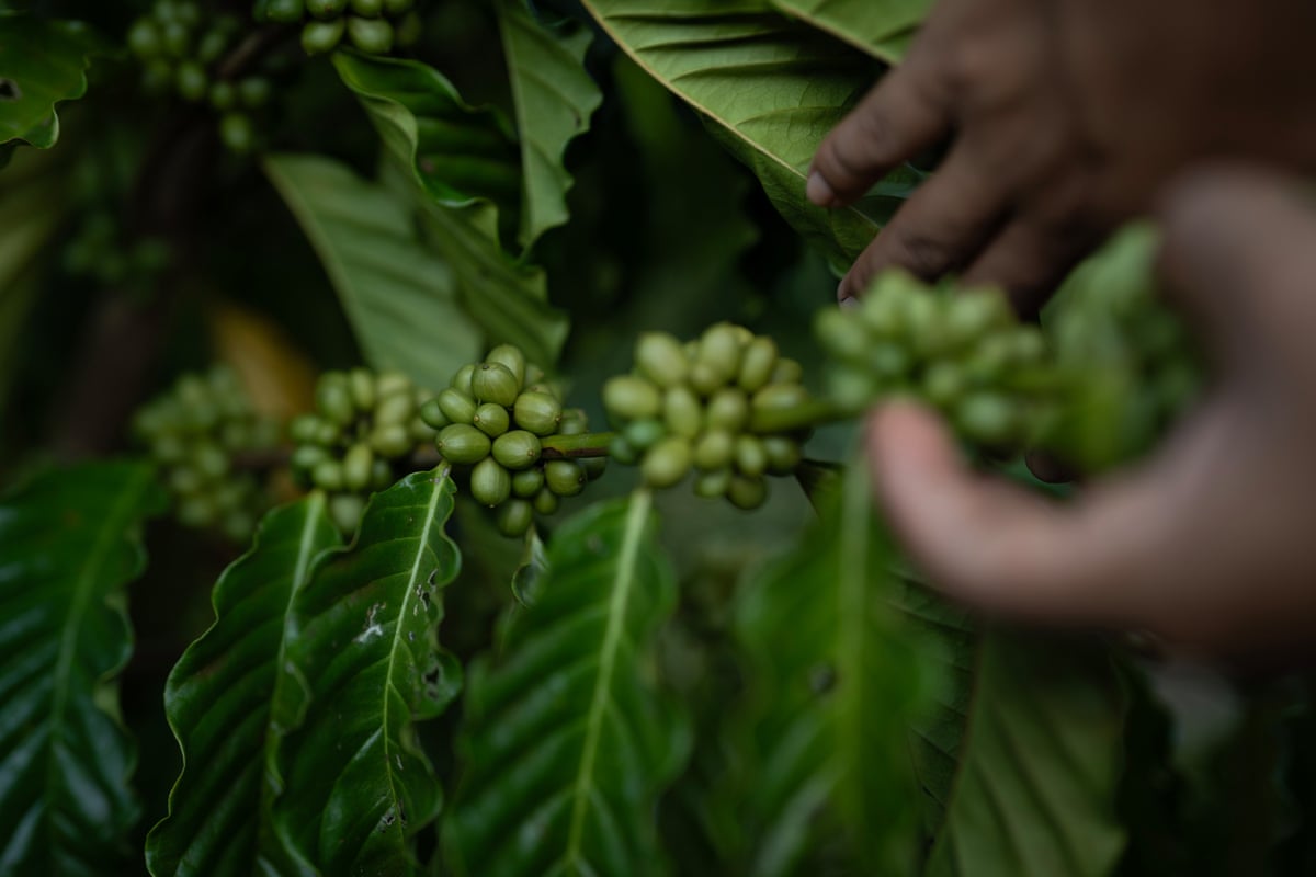 Hands reach out to a branch on which clusters if green berries grow at the base of leaves that hang down.