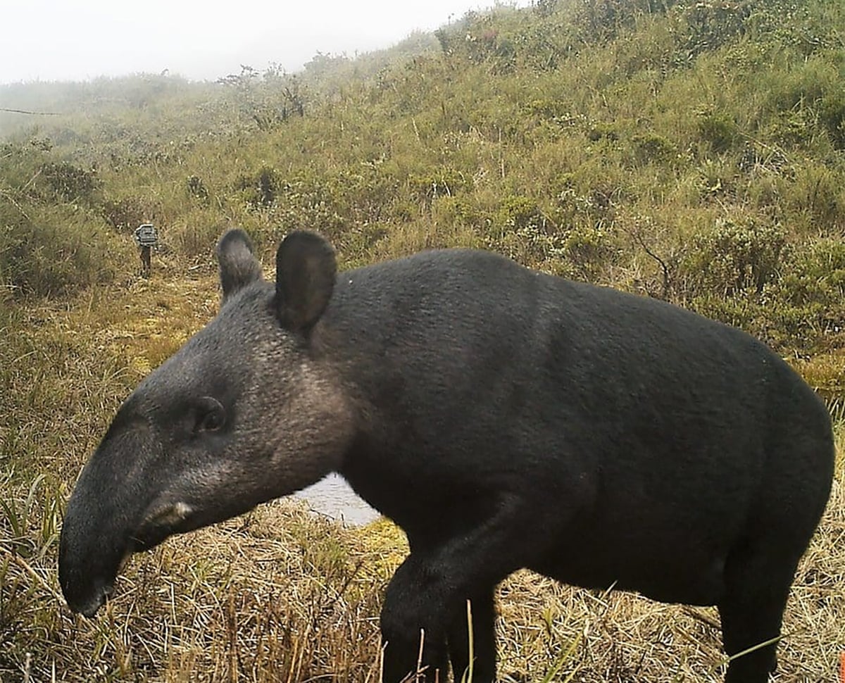 A tapir in a grassy, hilly area with mist in the background.