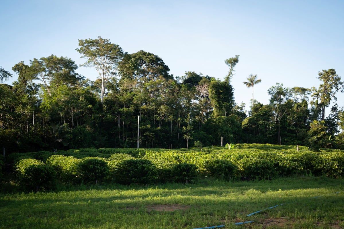 Rows of coffee plants with trees in the background