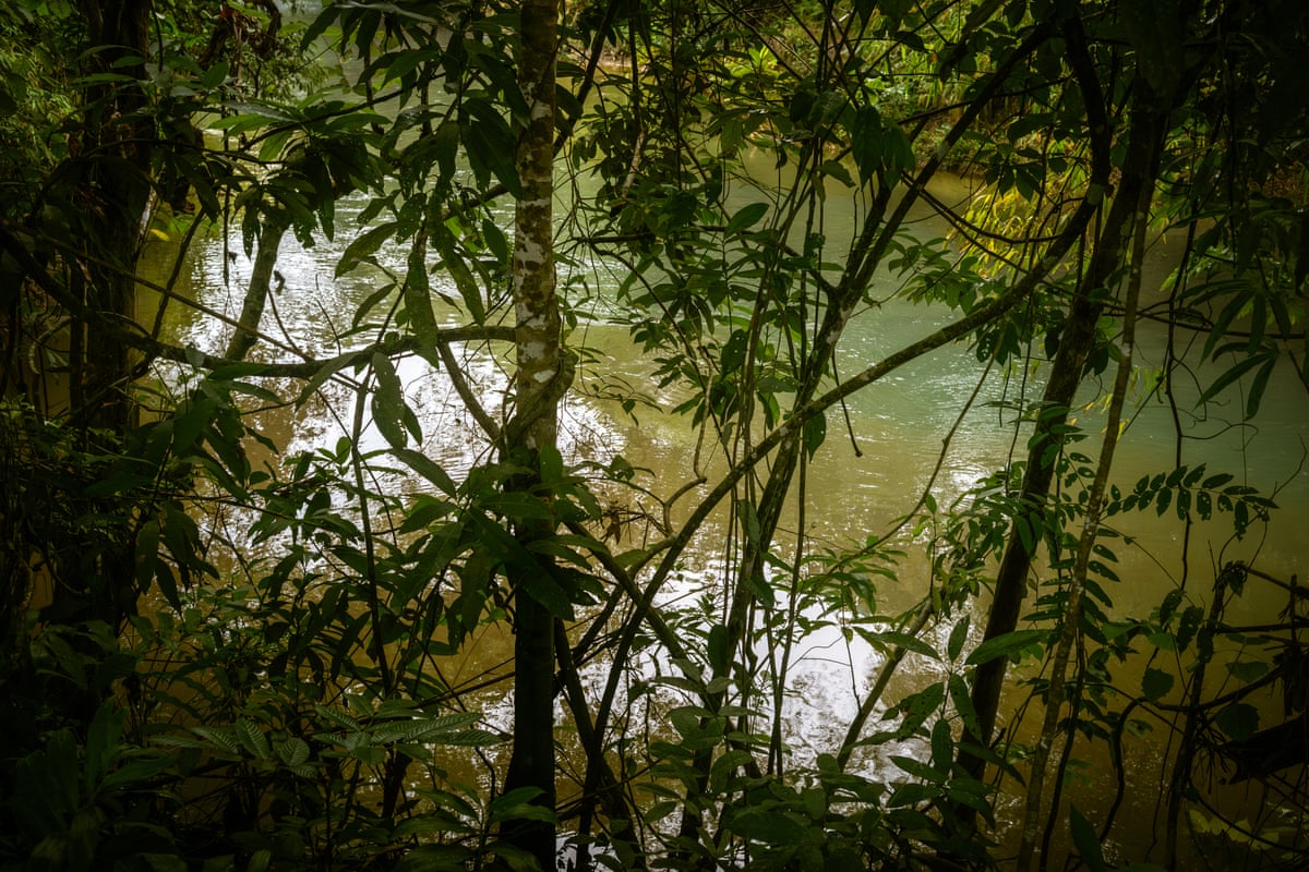 A river can be seen through trees
