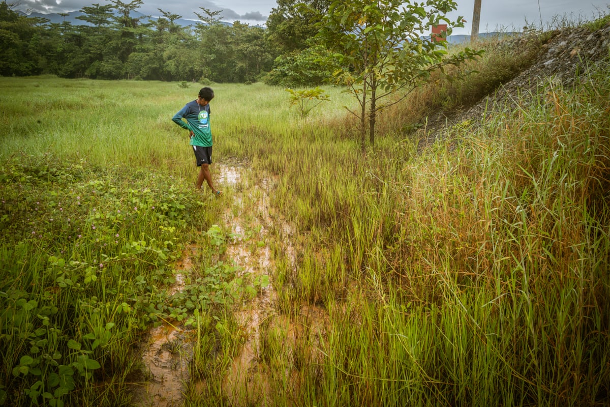 A man stands in a rice field