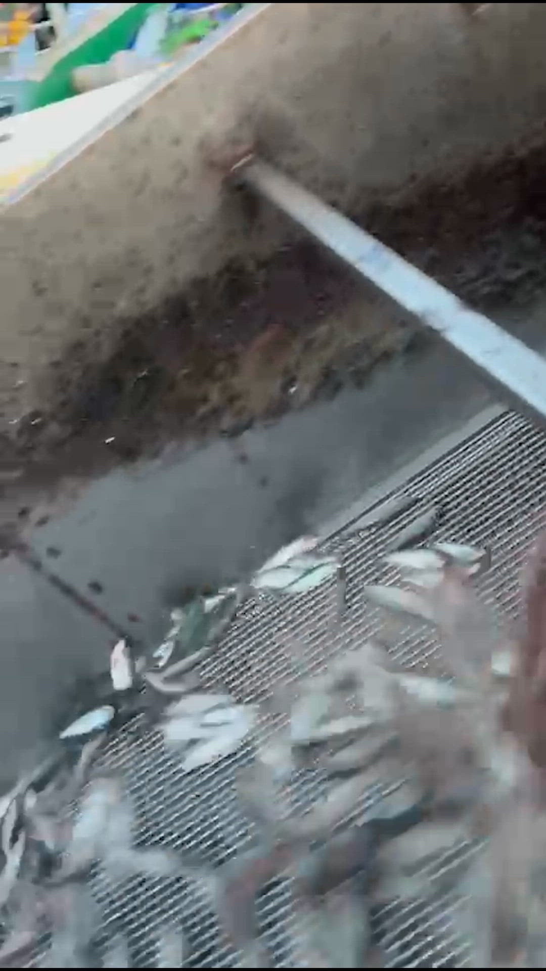 Footage shows Chinese vessel Hua Xin 17 receiving fish from a Turkish fishing vessel