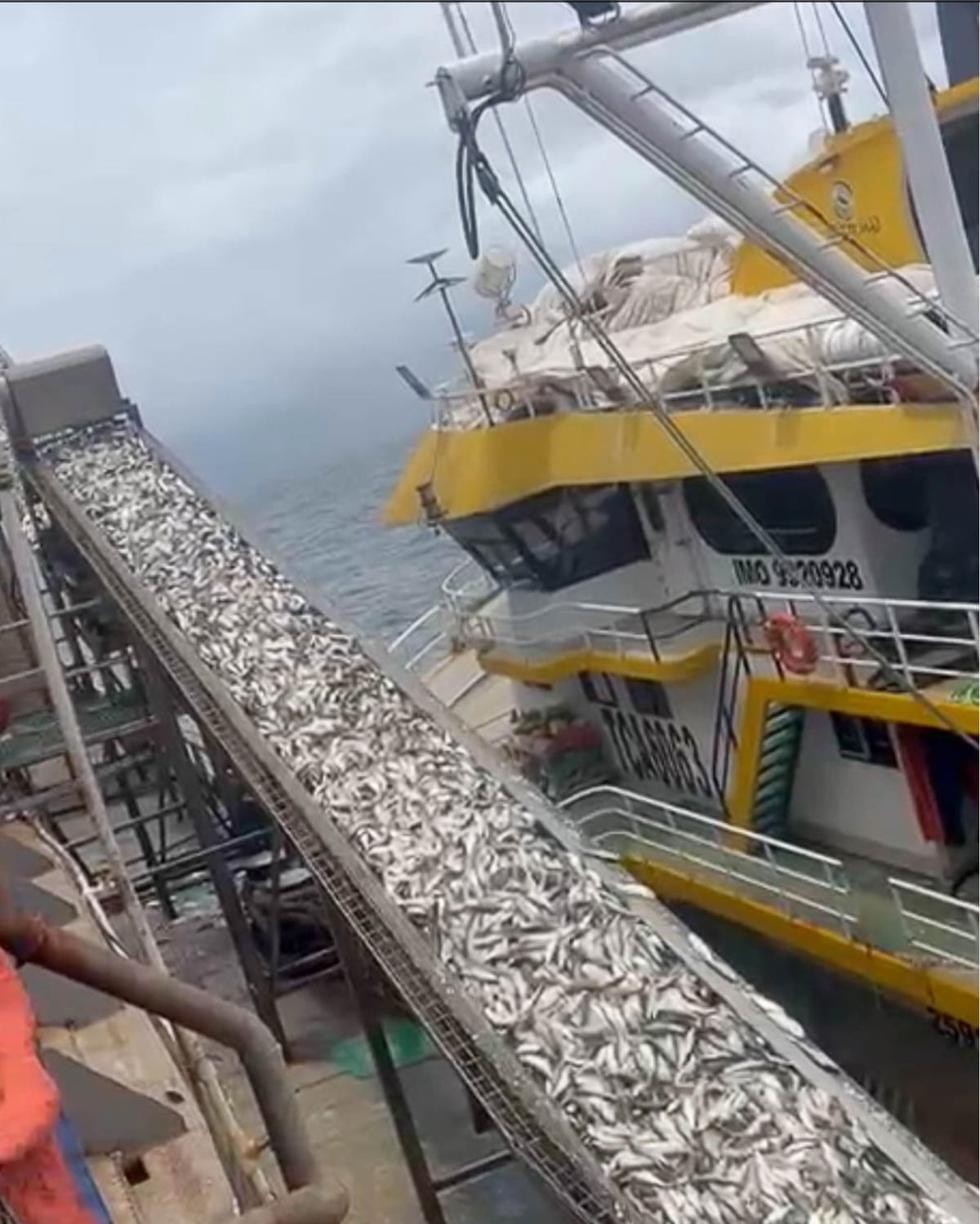 A conveyor belt of fish on a boat, with another boat moored beside it