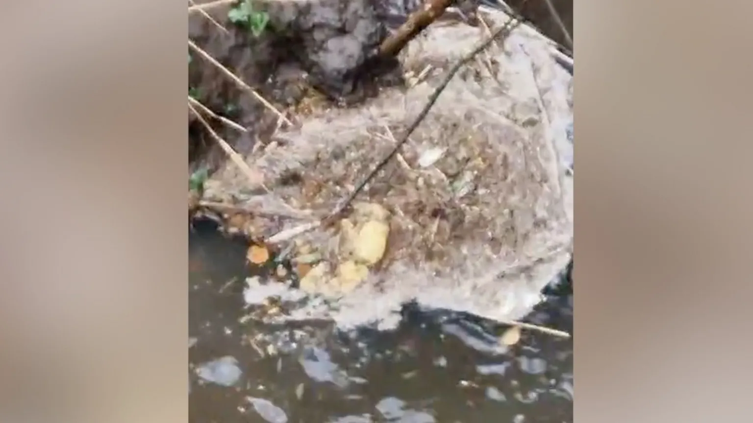 Leslie Crozier A picture of brown pollution in a river with dark water. There are twigs and plant roots around the pollution.