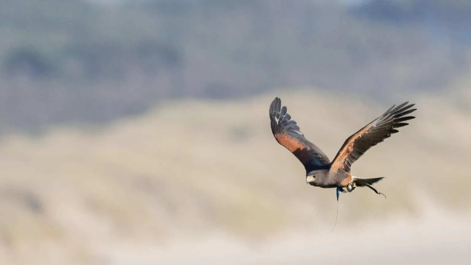 Jesse Wilkinson/Candida Meyrick Bird, seen in the right of the shot is soaring over Irish Sea sand dunes on Anglesey. Her wings are splayed, and her individual feathers can be seen