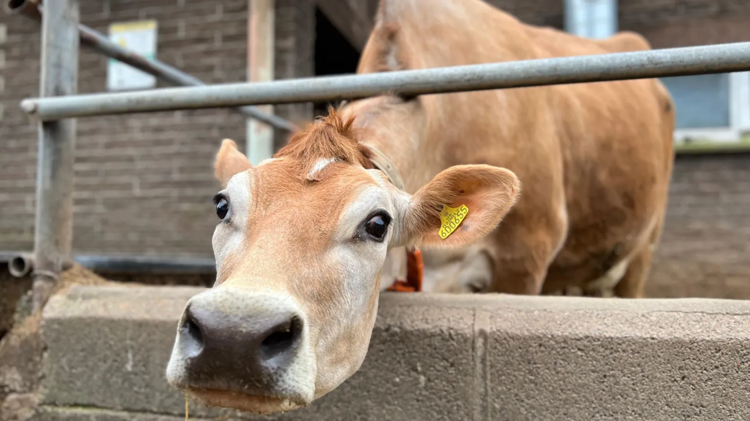 A Jersey cow pokes its head through a farm fence