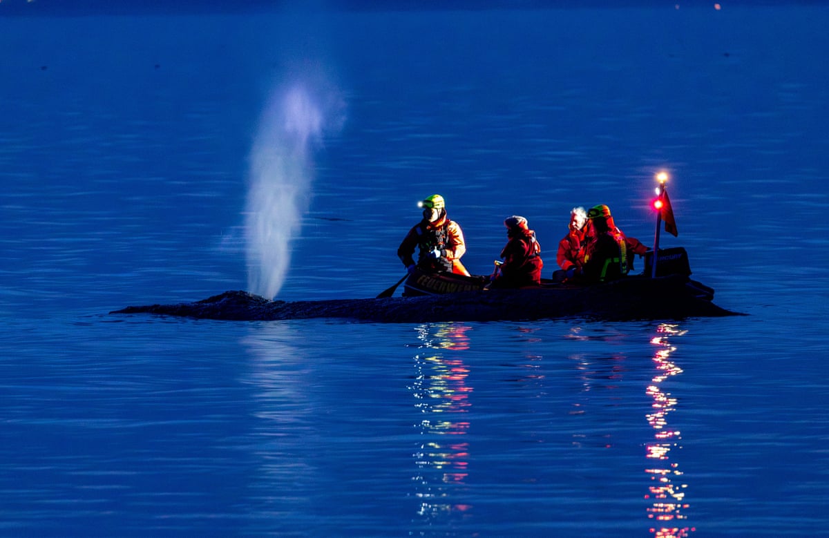 Rescue workers in small boat at night beside stranded whale apparently blowing through its airhole
