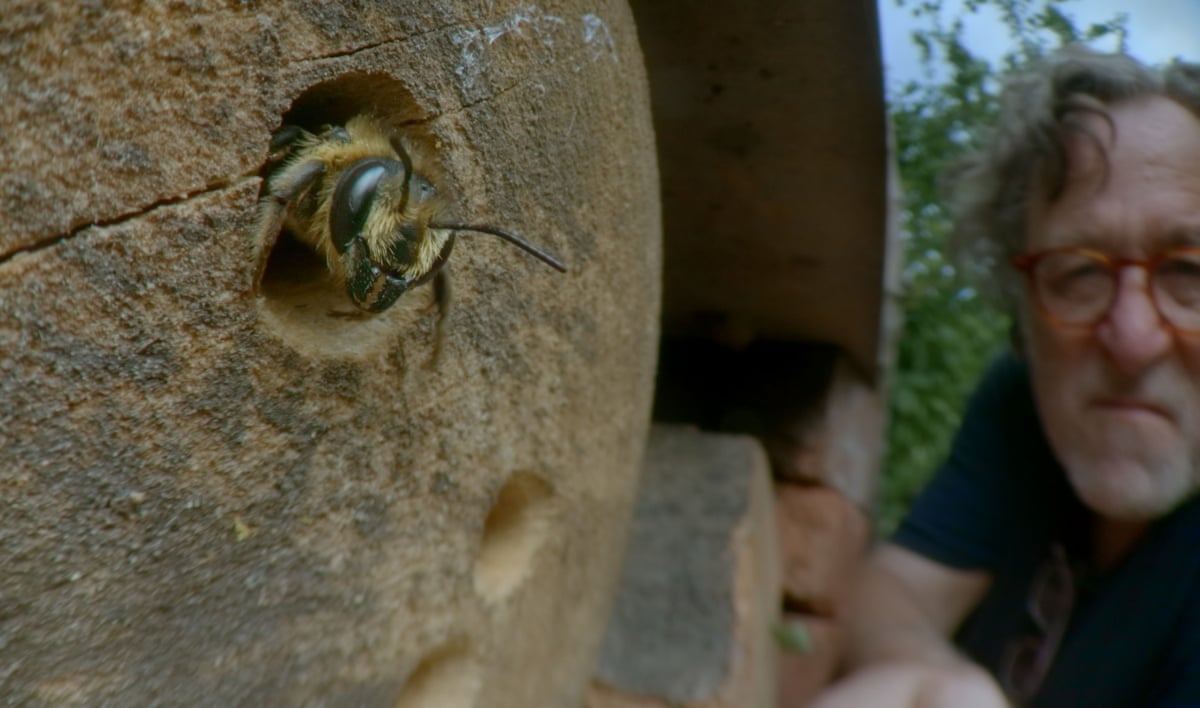 Martin Dohrn peers at a bee coming out of a hole in a fallen tree trunk