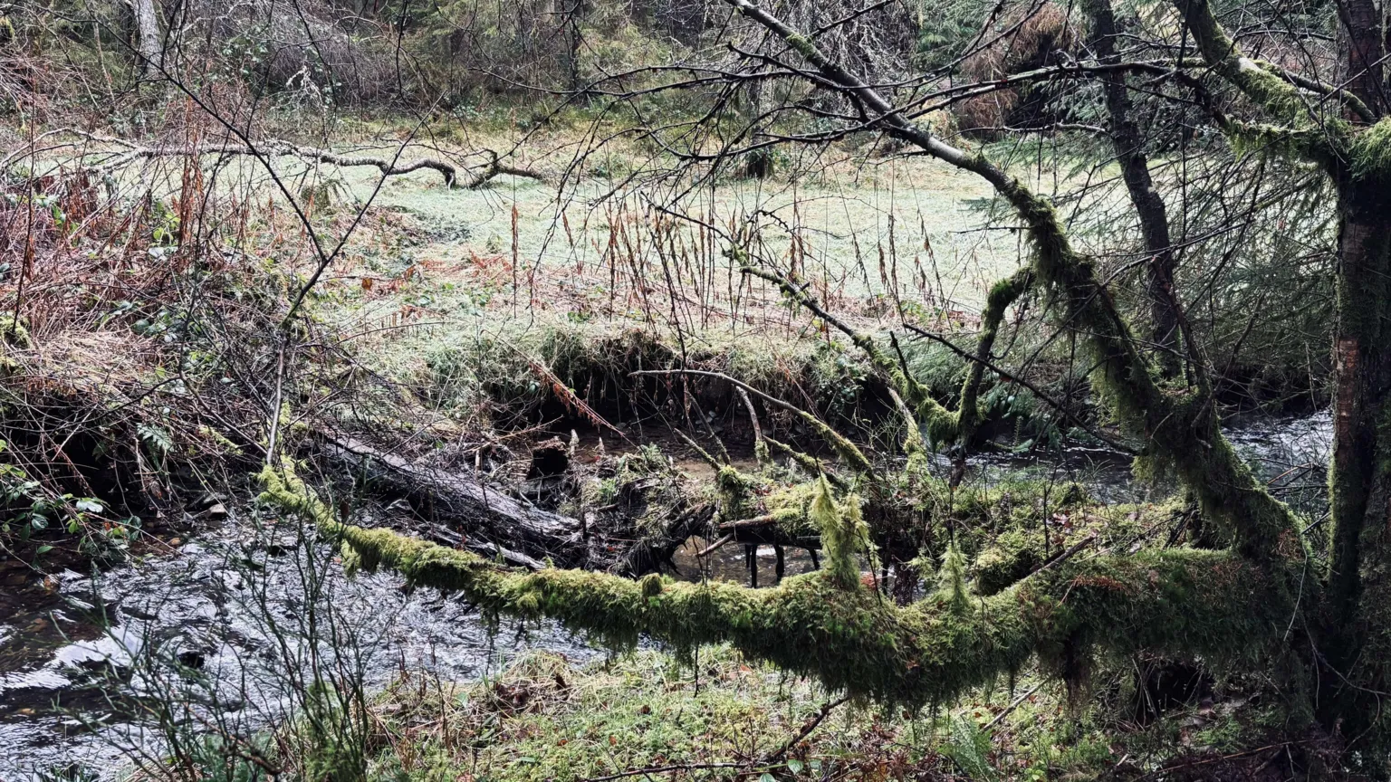 Small stream in forest with overhanging branches covered in moss and fallen tree trunk in the water