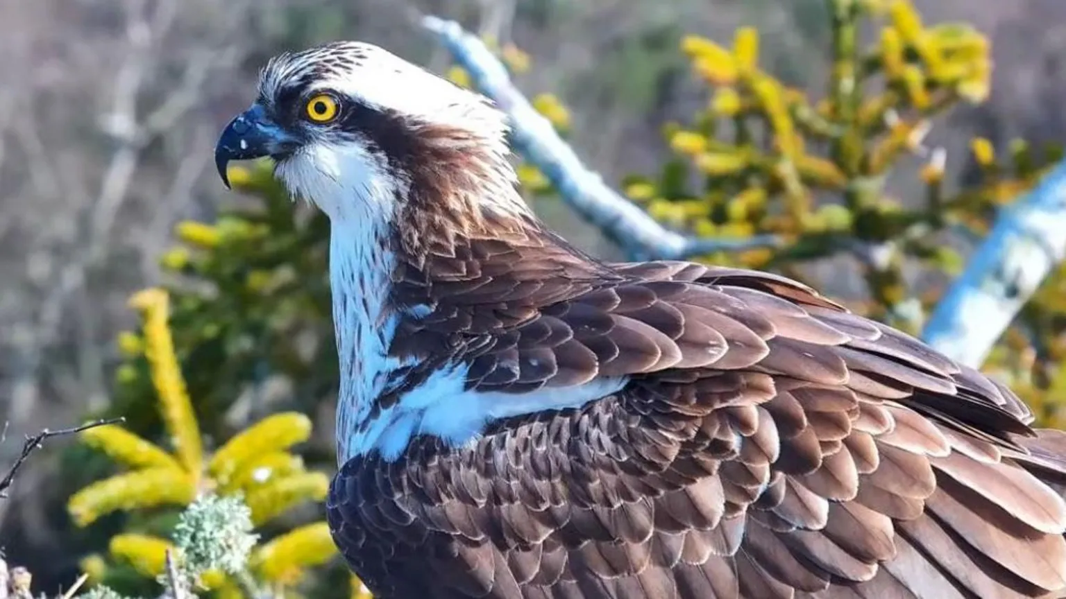 Birds of Poole Harbour A brown and white osprey with a bright yellow eye.