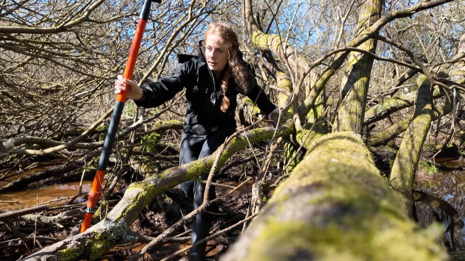 A woman or dark clothing uses an orange wading pole for balance while negotiating a tree surrounded by water