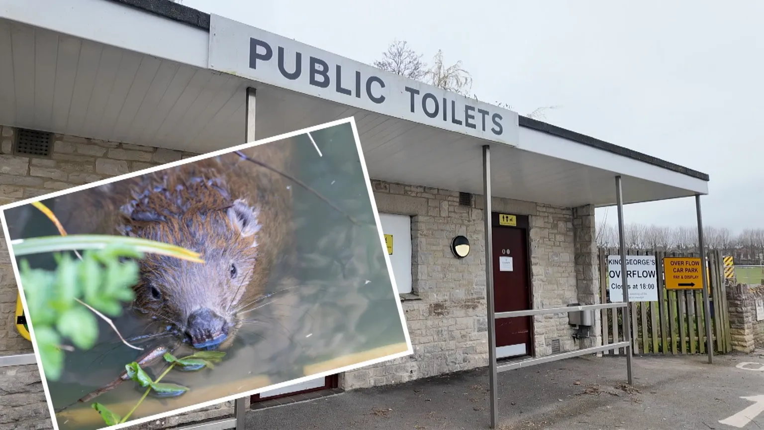 Mark Singleton A photo of a beaver in water up to its nose and the public toilet block adjacent to the stream where it was spotted