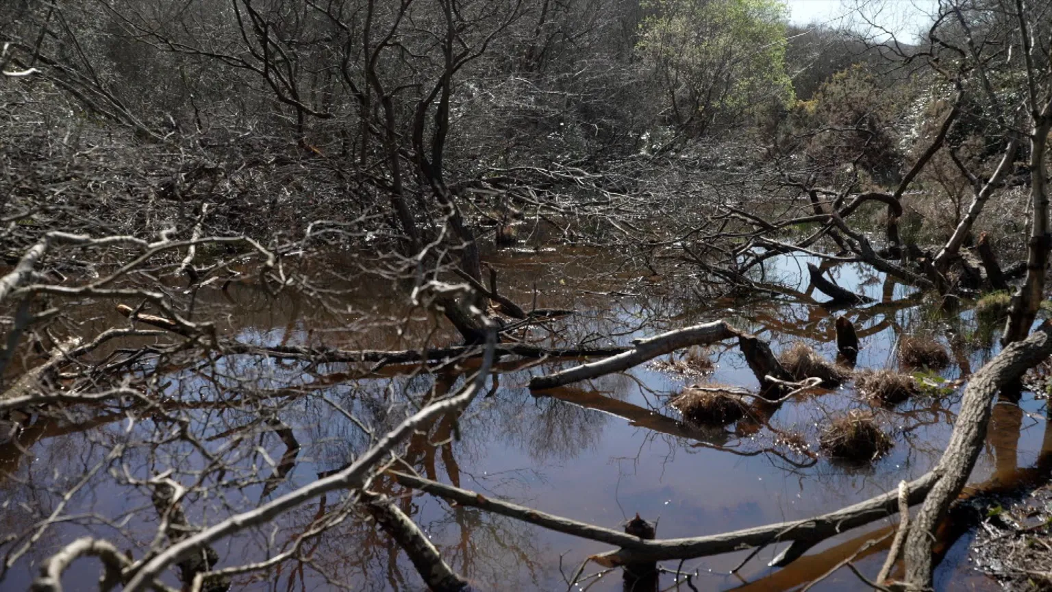 Trees lie stripped and felled in water with gnawed stumps and branchies dotted across the landscape