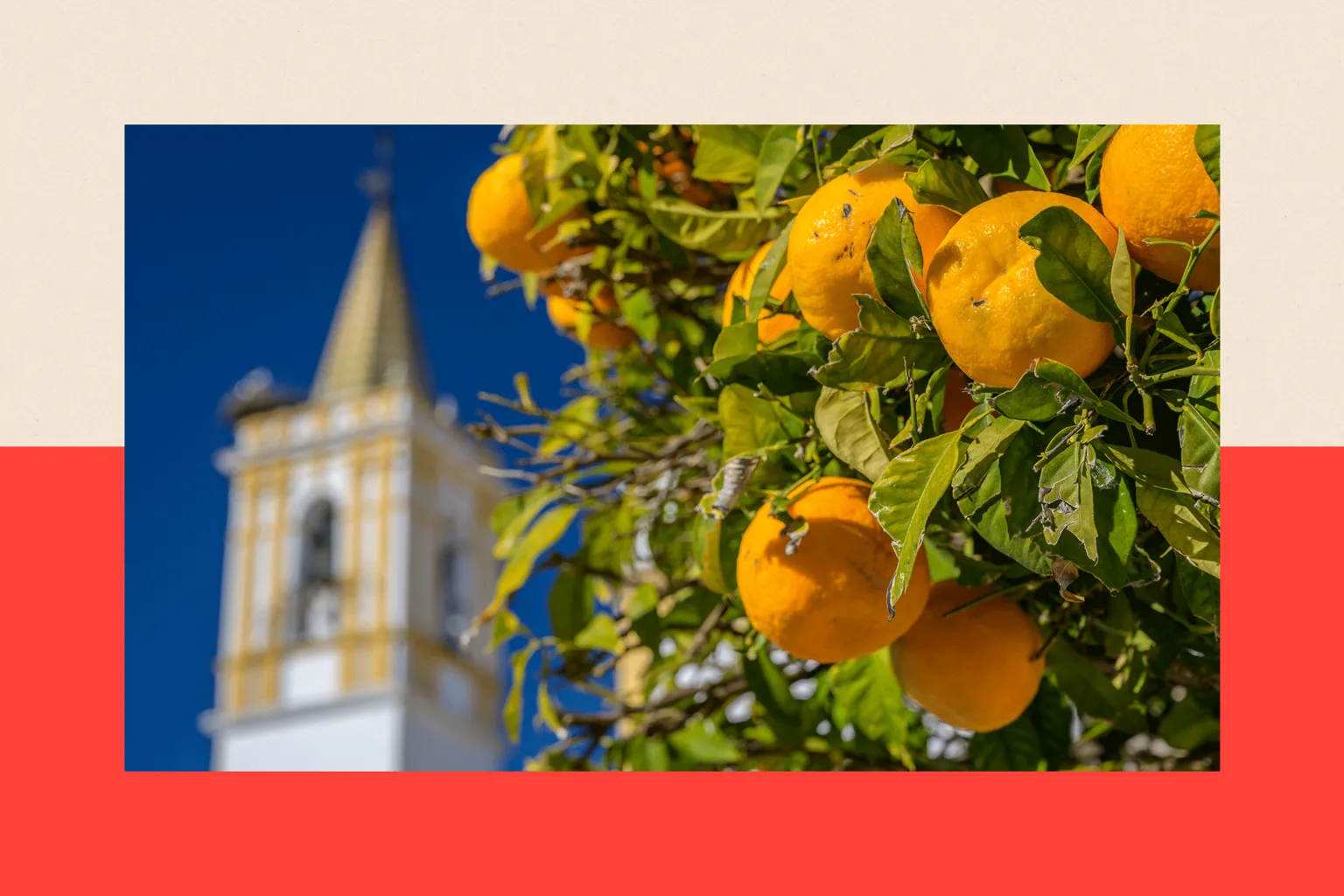 VW Pics/Universal Images Group via Close up of oranges hanging on a tree with the backdrop of a historic church in the rural town of Carrion de los Cespedes, Seville, Spain
