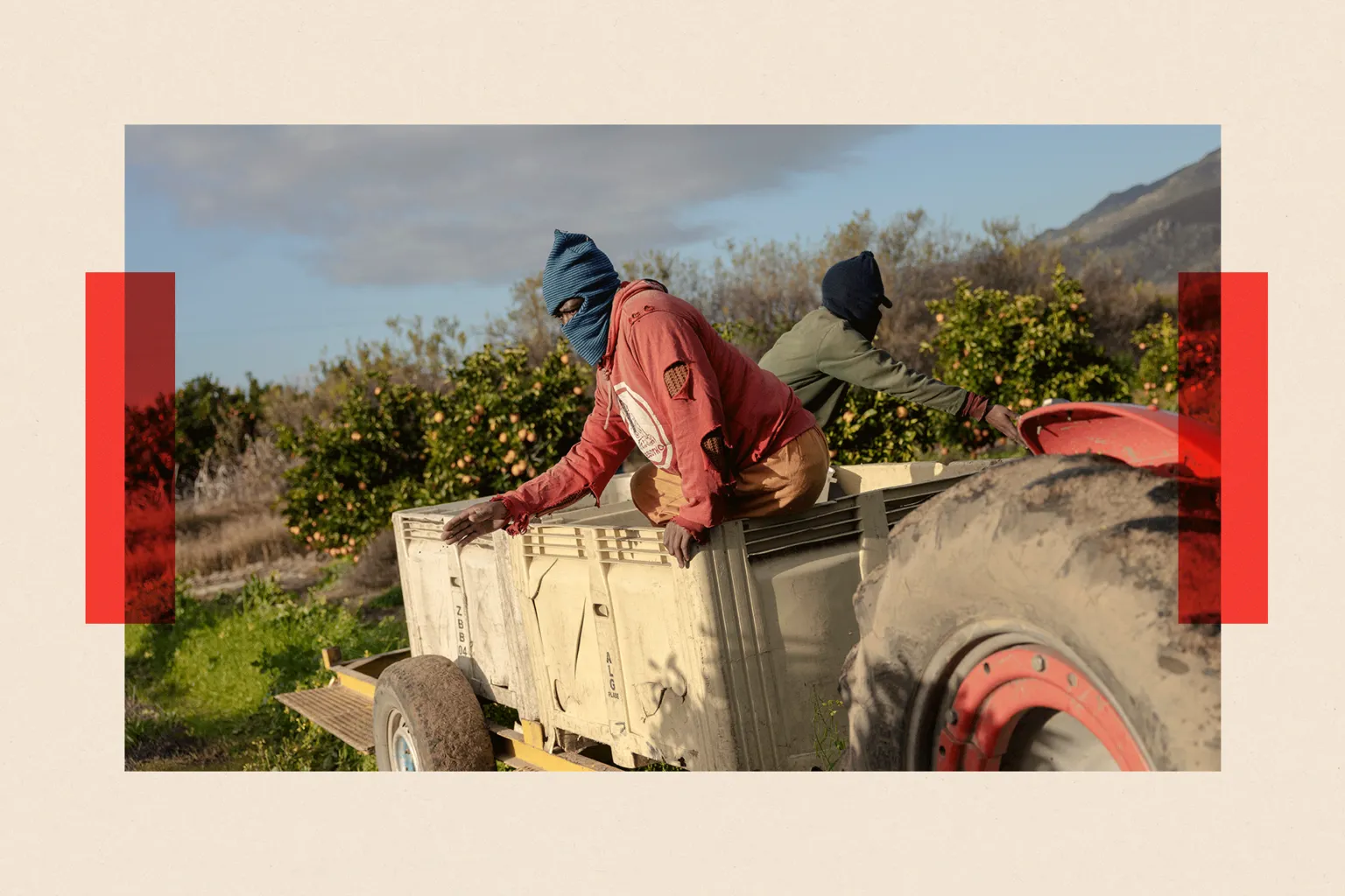 AFP via Farm workers spread plant food on the orange trees in the ALG Estates Citrus farm in Citrusdal, South Africa