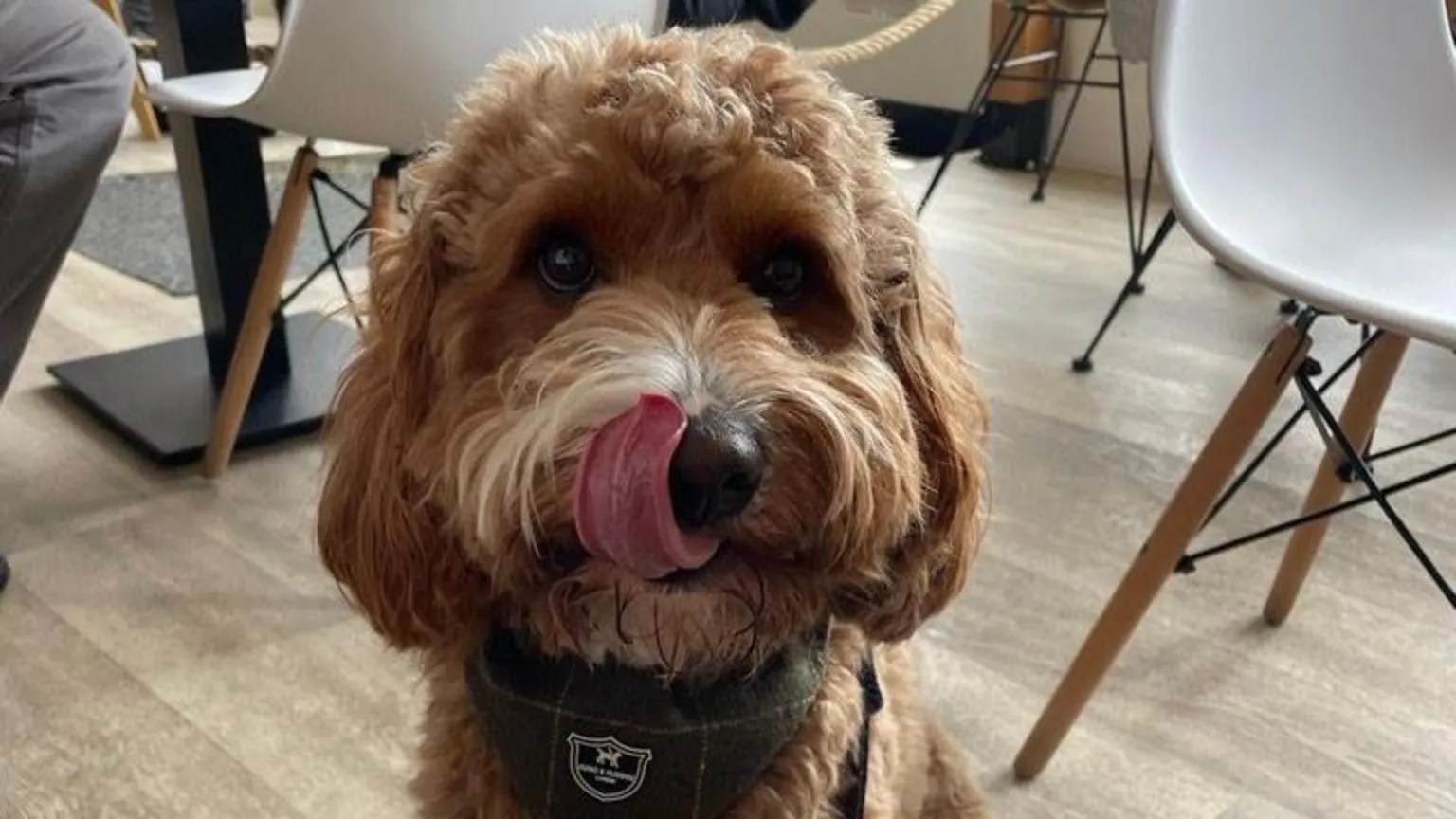 Photograph of a cavapoo dog that has ginger long hair licking his nose. He wears a tartan green scarf and looks directly at the camera. Behind him you can see the inside of a cafe, with white plastic chairs with wooden legs and black tables.