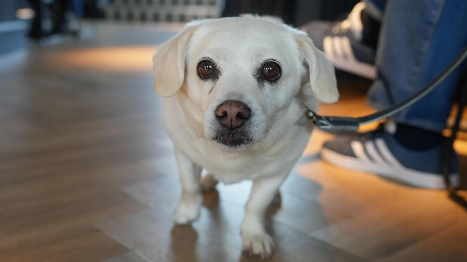 Photograph of a small white fur dog, he wears a collar and a lead. The background is blurred but shows wooden cross-thatched floors. A man's feet can be seen cross-legged on the right hand side.