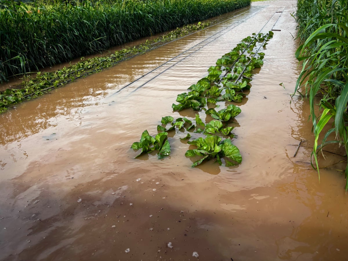 Crops planted in a row are submerged in water.