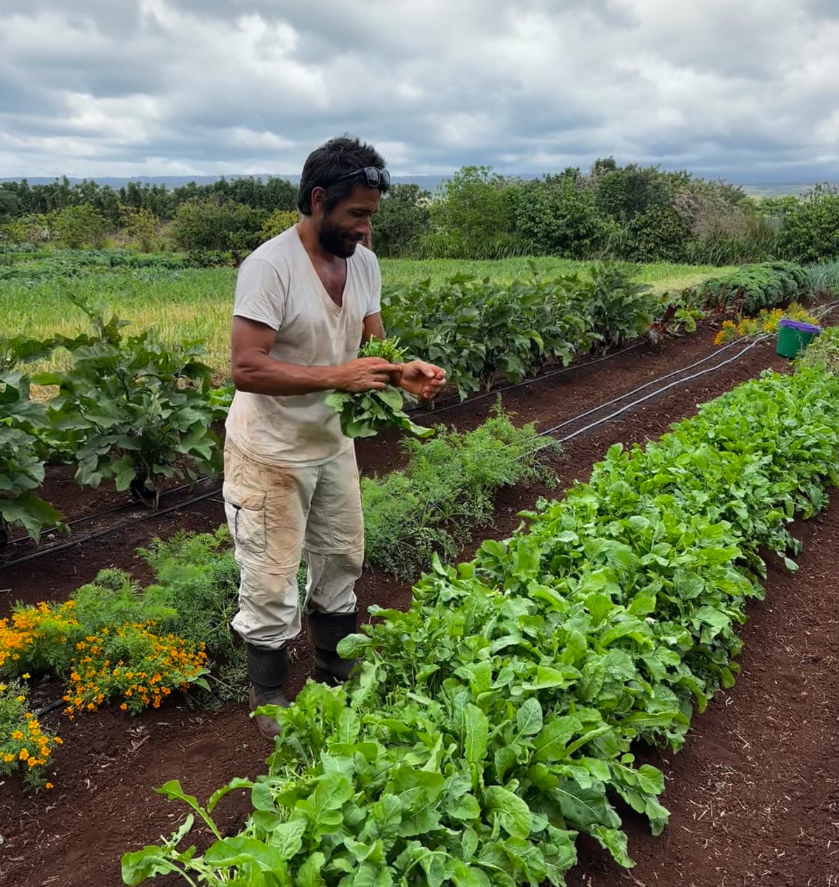 A man inspects a plant as he stands between rows of crops.