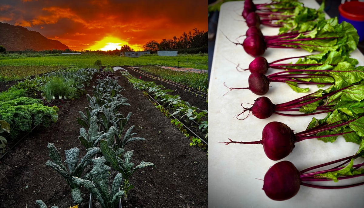 Sunset over a row of plants and beets lined up to the side