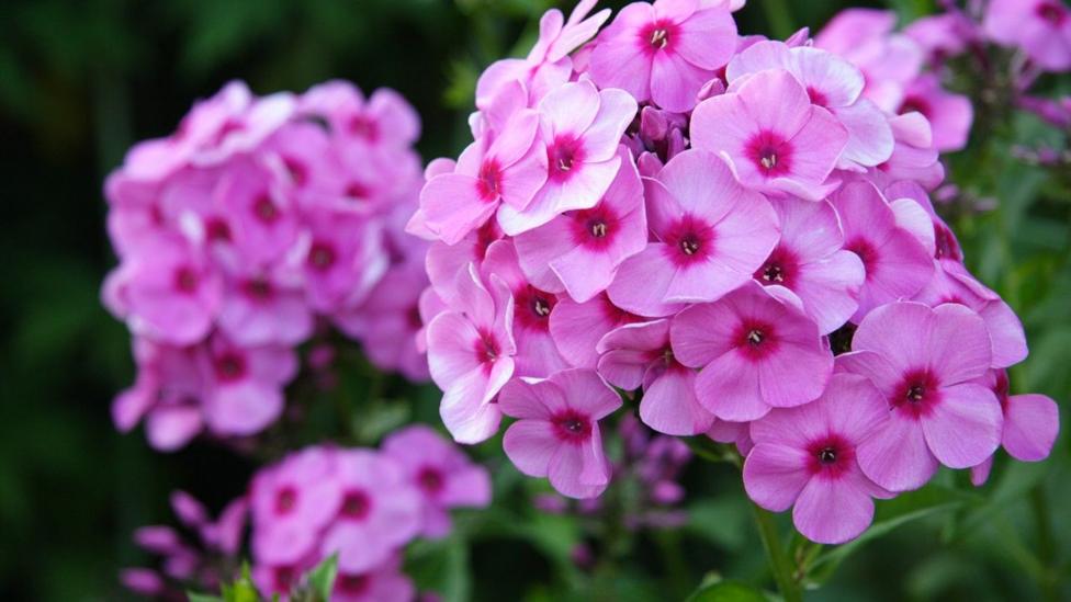 Close-up shot of bright pink phlox flowers among green leaves