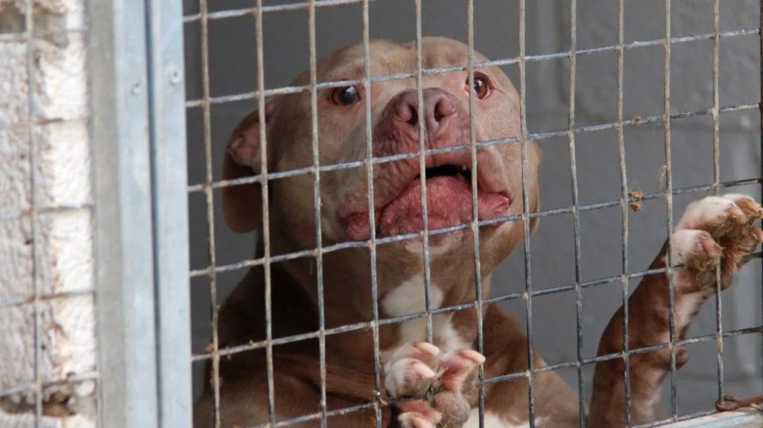 A brown dog lifts his paws up against the door of his cage and looks to the camera at a specialist kennel for dangerous dogs.