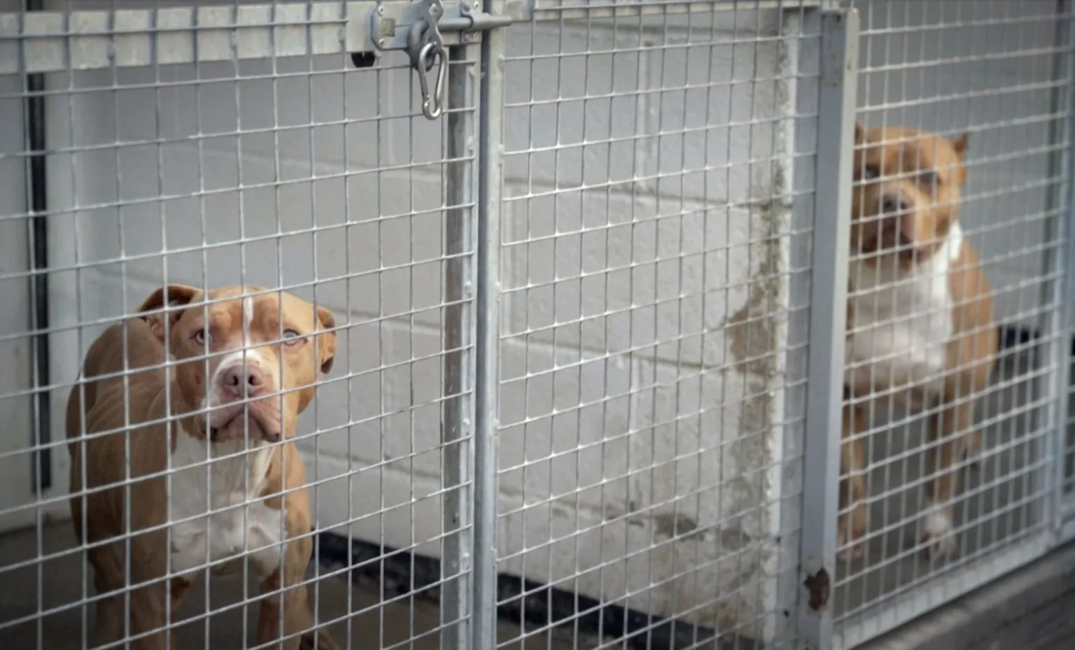 Two large, muscular dogs with brown and white colouring stand, looking at the camera, behind cage doors in kennels.