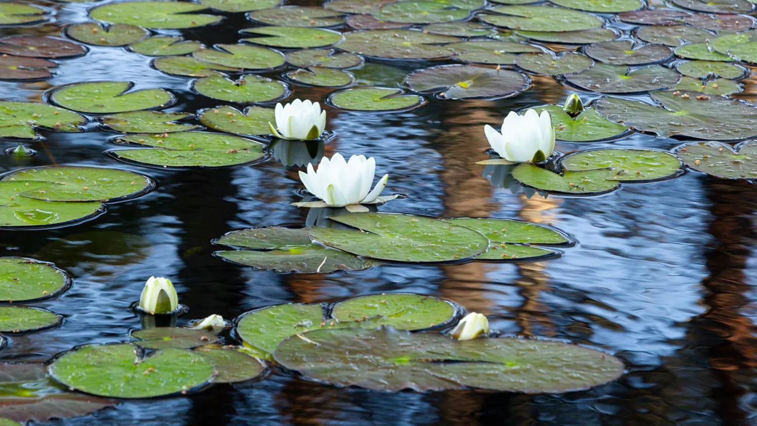 Rob Henderson White water lilies and their green leafy pads on Loch Garten. The water's surface reflects nearby trees.