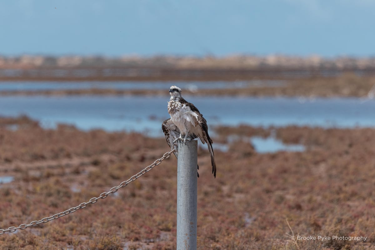 Wildlife impacted by Cyclone Narelle washed up on the coast of Exmouth, WA