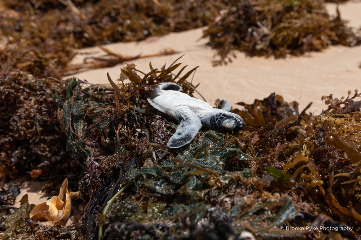 Wildlife impacted by Cyclone Narelle washed up on the coast of Exmouth, WA