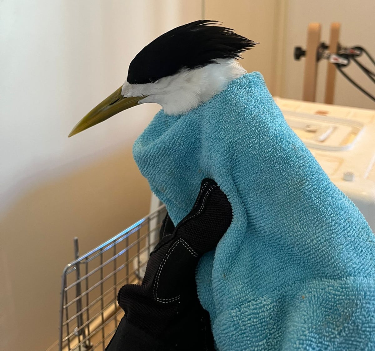 Exmouth wildlife carer Brinkley Davies is caring for multiple injured animals after Cyclone Narelle