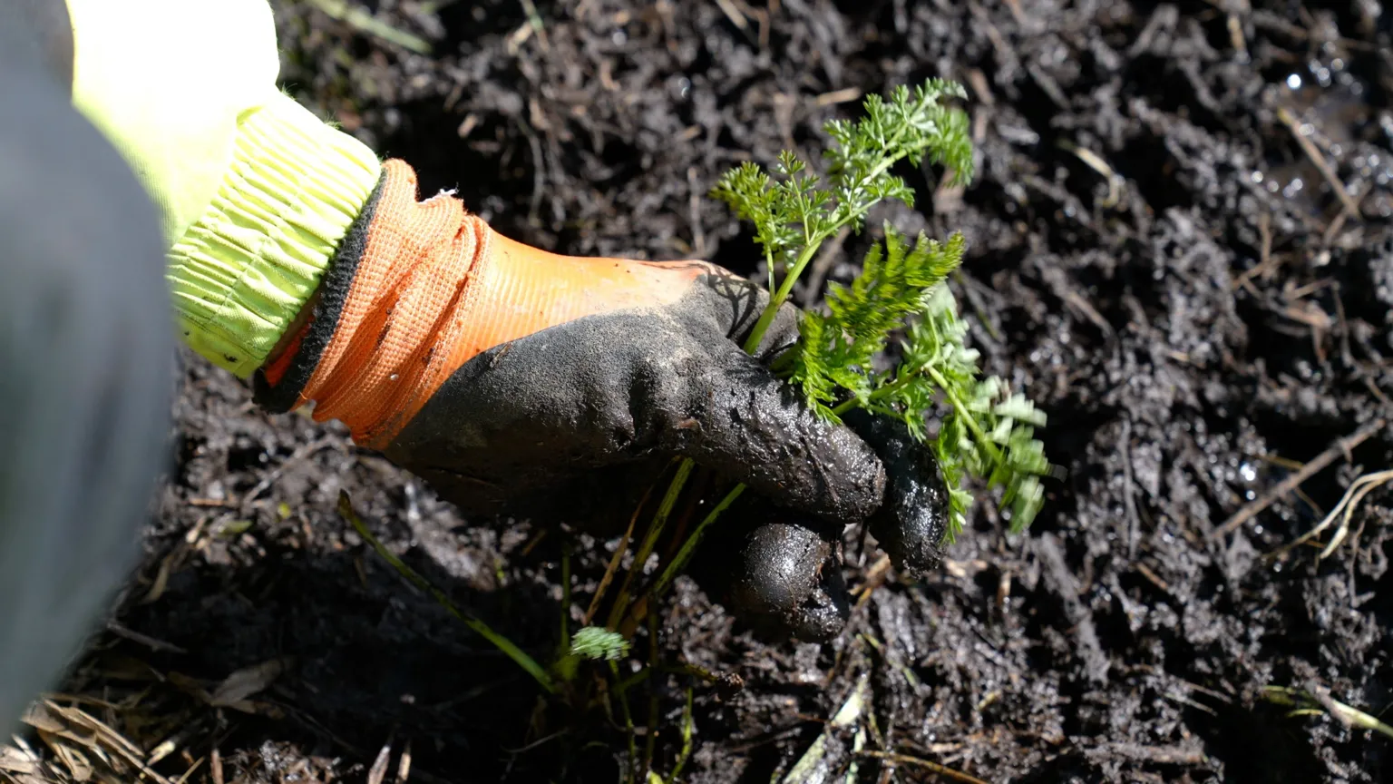 A gloved hand is shown placing a small green plant into dark, wet soil. The glove is orange and black, and the ground around the plant looks muddy and saturated.