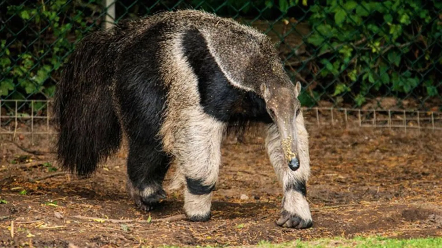 Blackpool Zoo An adult giant anteater with black and white diagonal stripes on its legs and shoulders, dense shaggy hair on its tail ands a large snout
