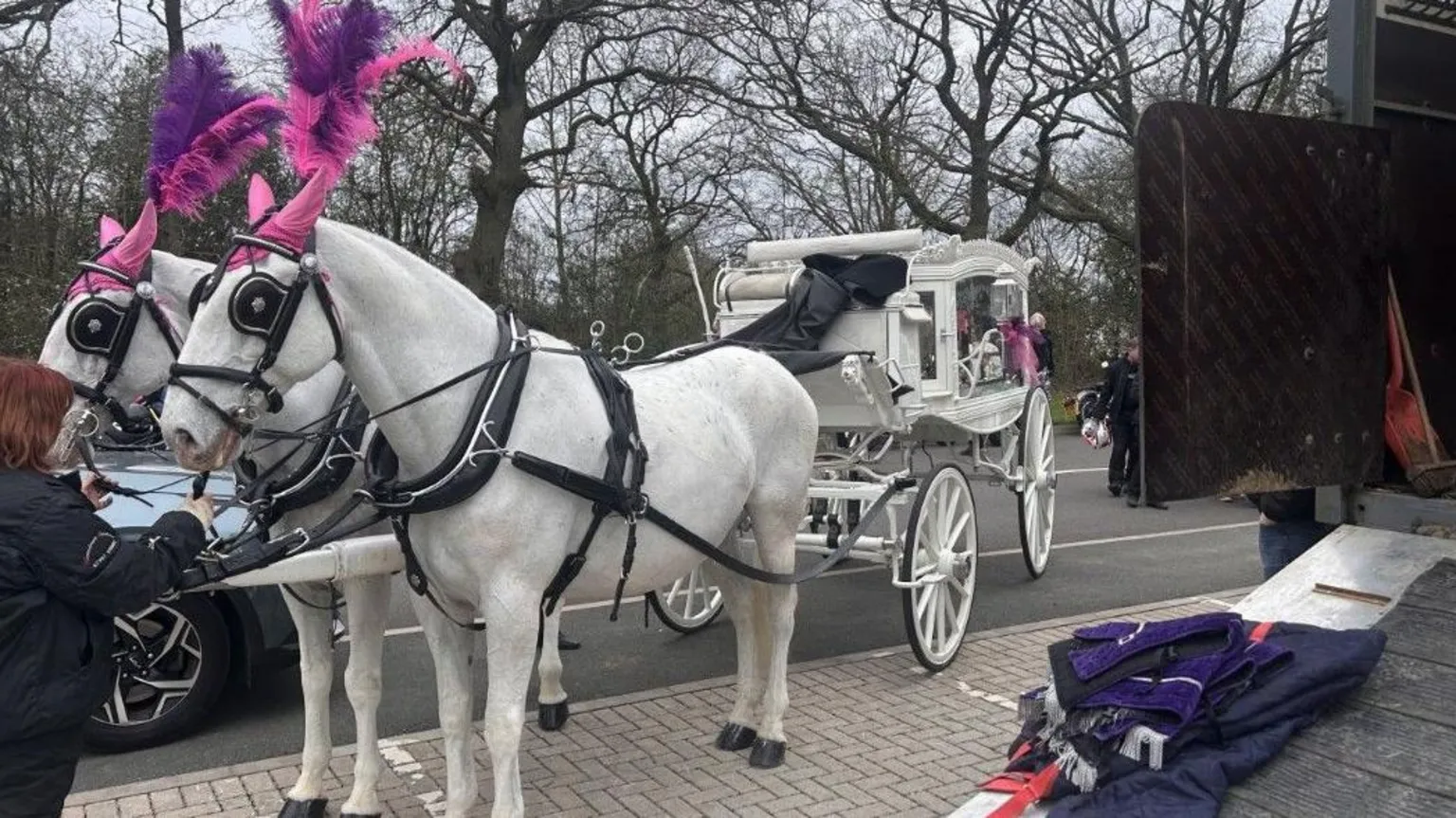 Two white horses, with pink and purple plumes of feathers attached to their ears, are tethered to a white, glass-sided carriage. A woman can be seen standing in front of the horses and an open horsebox can be seen on the right.