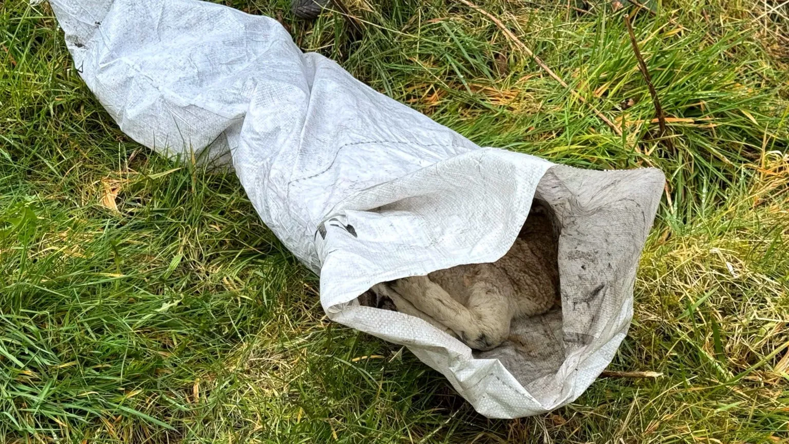 a heavy plastic bag with the edge of a lamb's flank and legs visible through the opening