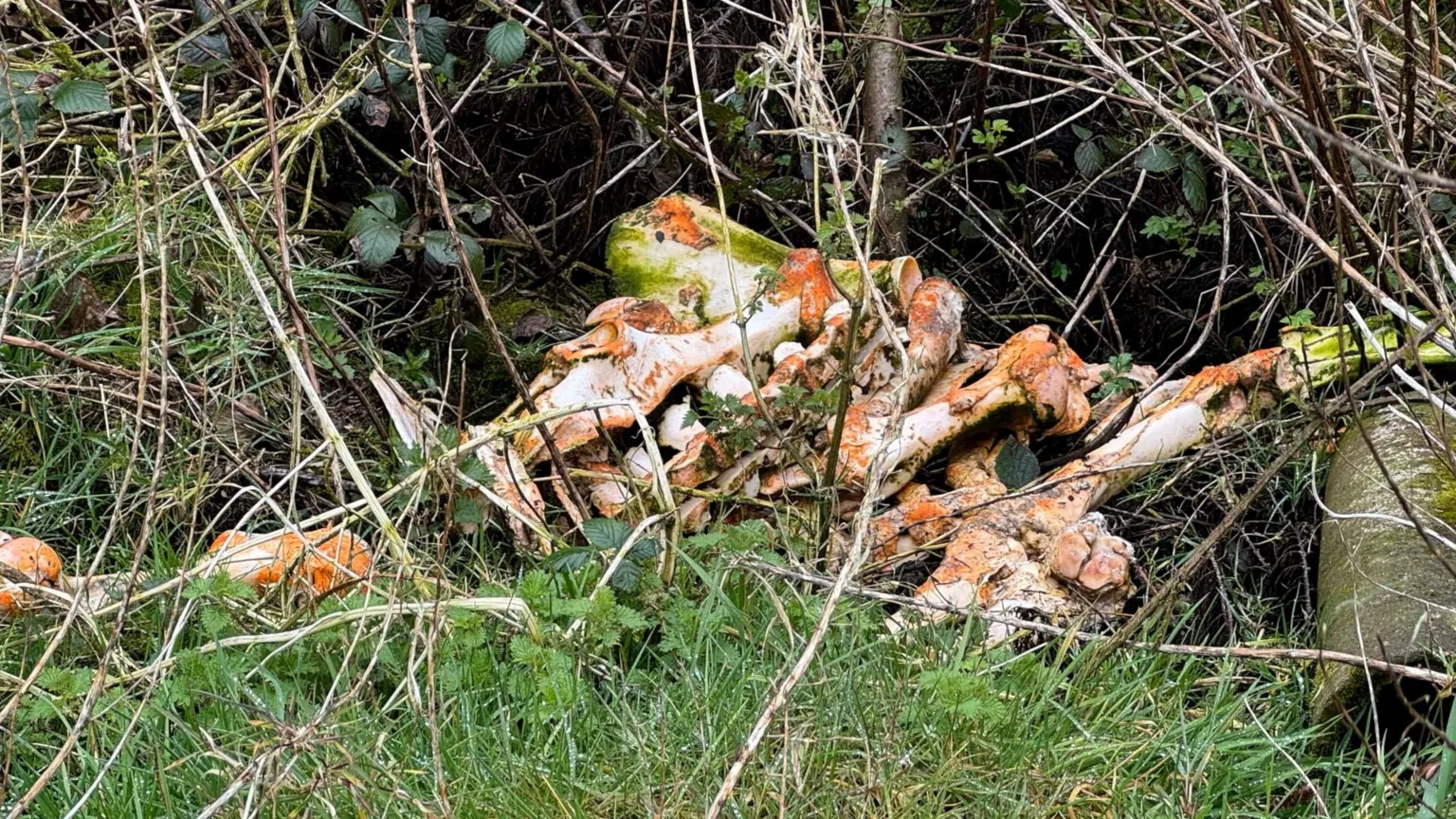 animal bones piled up in a thicket
