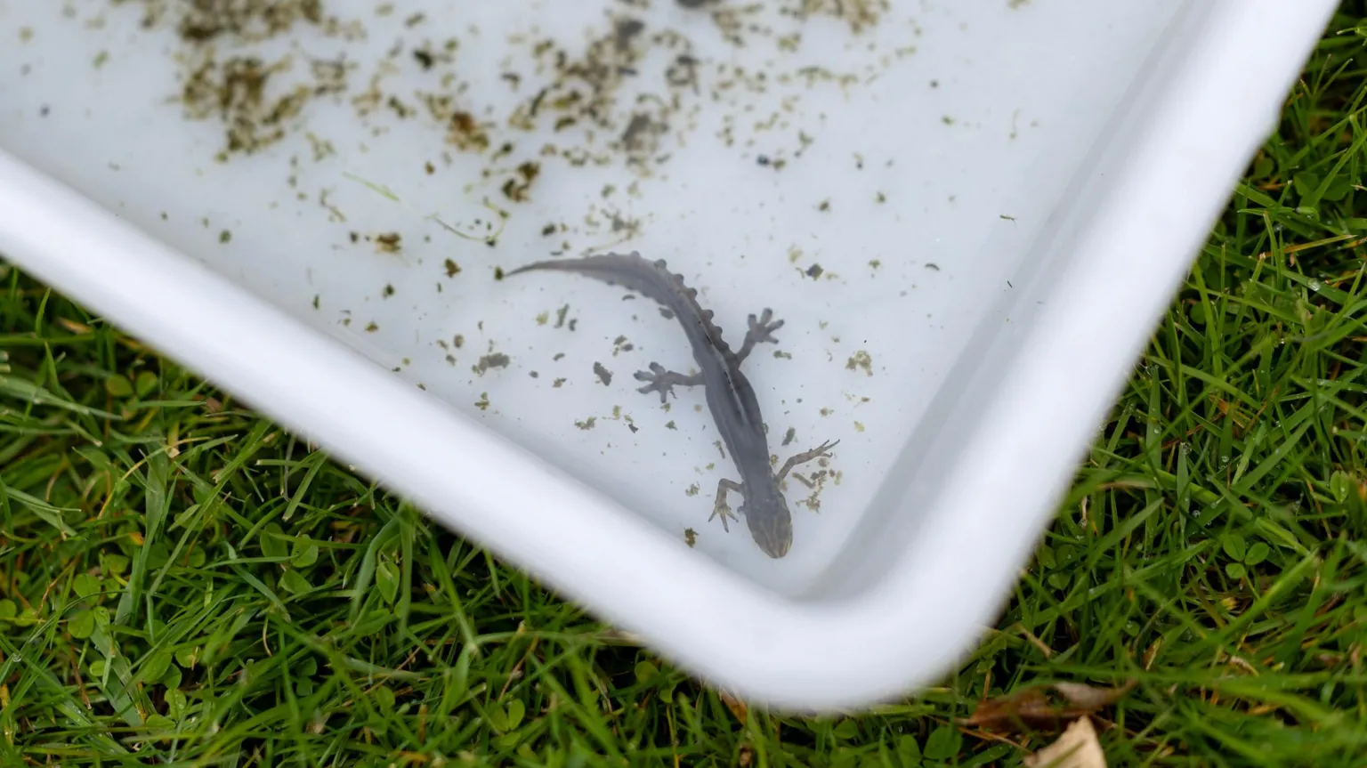 Affinity Water A close up shot of a baby newt in a white tray filled with water. 