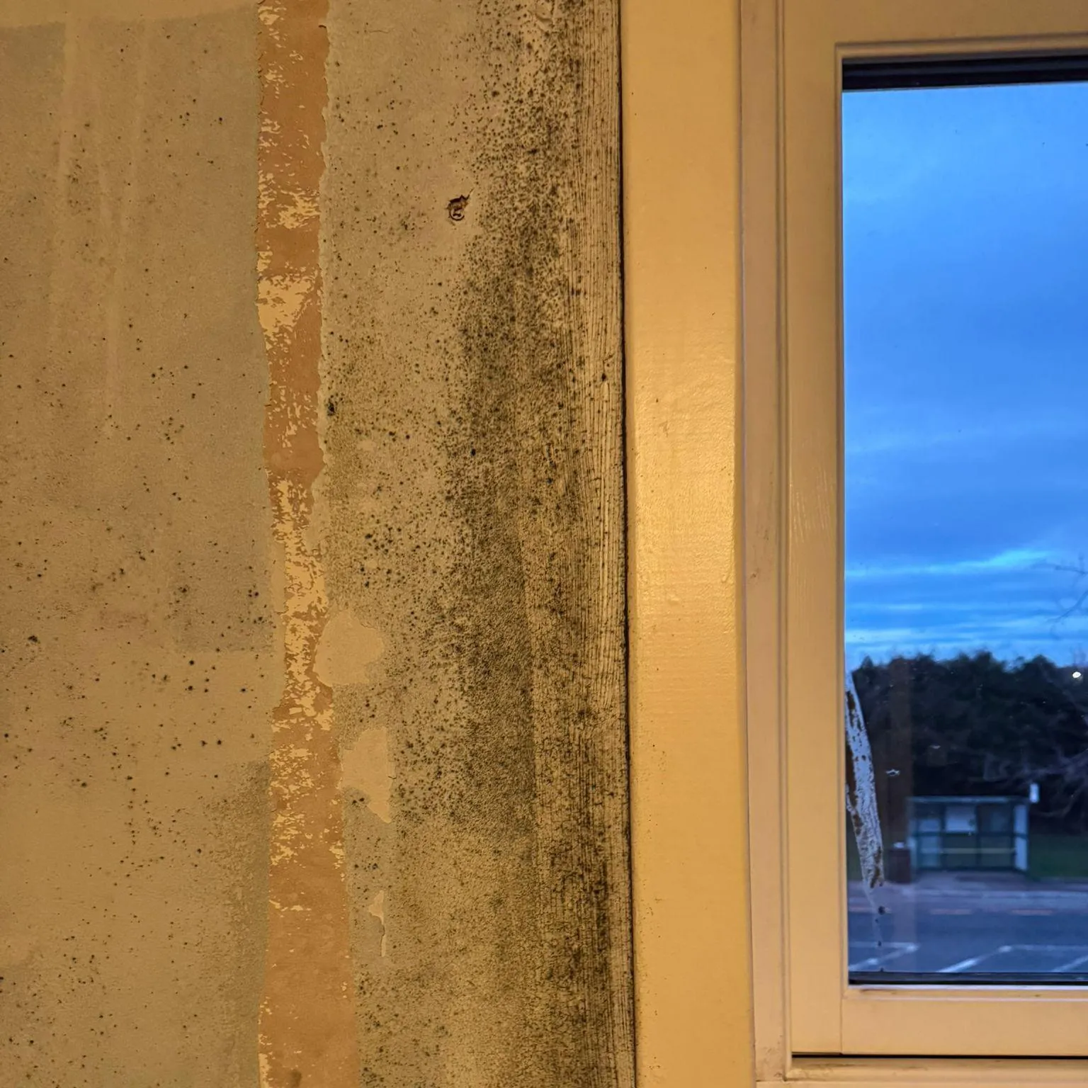 Gary Bennett Mould on walls inside a flat.