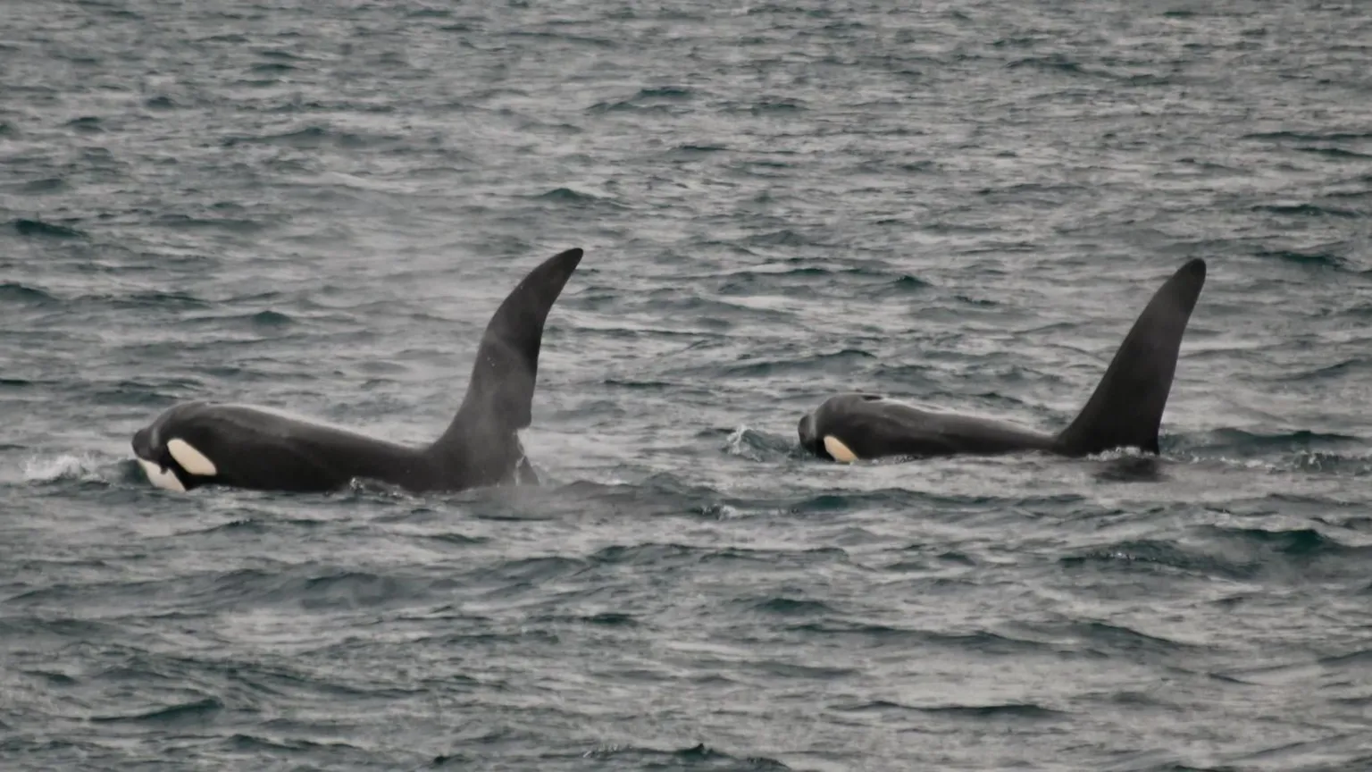 AK Wildlife Cruises The two orca are swimming in the same direction and the white on their cheeks and under their beaks is visible.