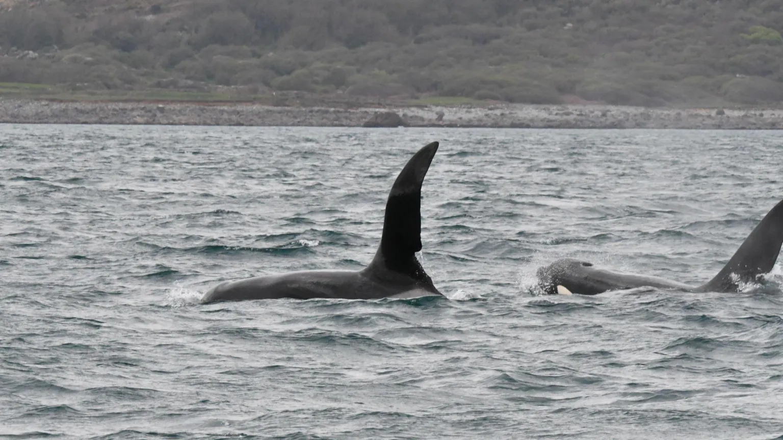 AK Wildlife Cruises The two orca brothers towards the surface with their dorsal fins clear of the water. There is the shore behind them.