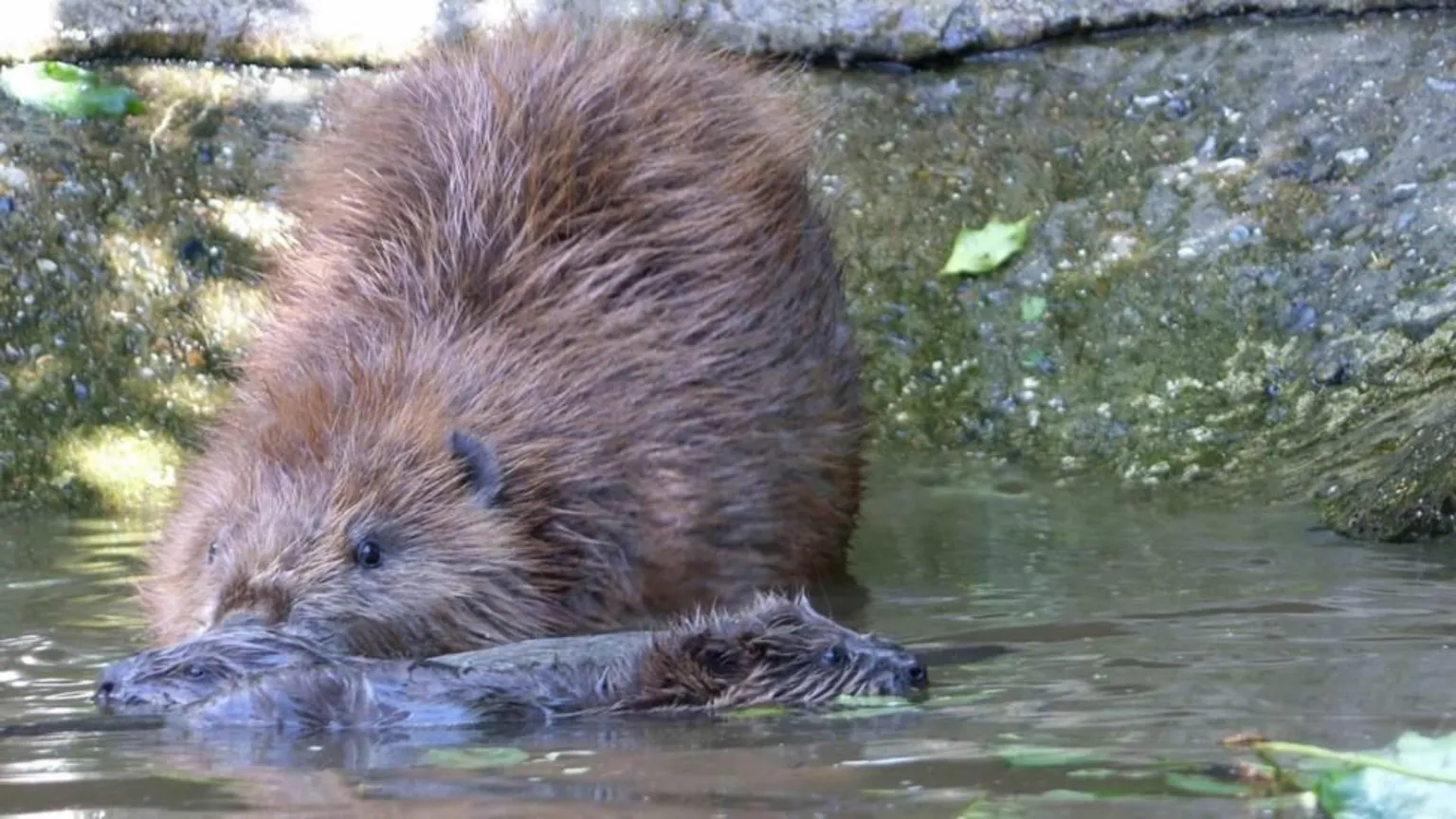 Ray Lewis/Kent Wildlife Trust A beaver mother with two baby kits in some water. The two kits are submerged with their fur matted, while their mother looks on, on slightly submerged.